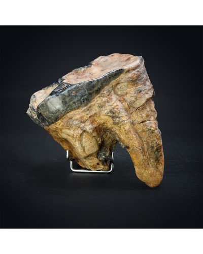 Prodeinotherium hobleyi - Miocene