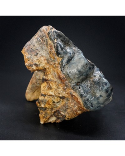 Prodeinotherium hobleyi - Miocene