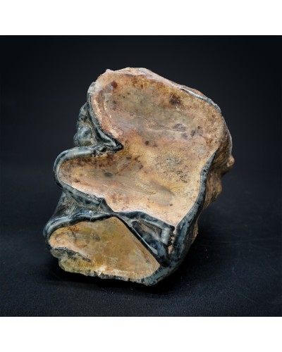 Prodeinotherium hobleyi - Miocene