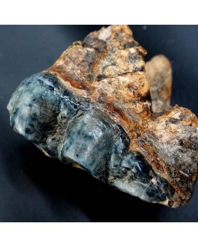 Prodeinotherium hobleyi - Miocene