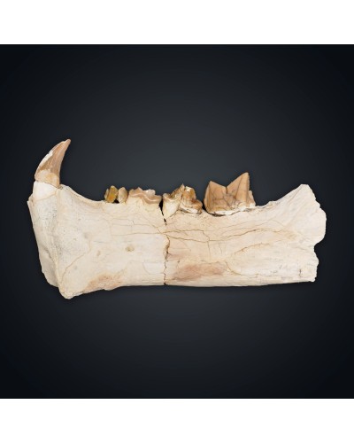 Dinictis felina - Oligocene