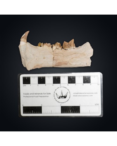 Dinictis felina - Oligocene