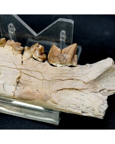 Dinictis felina - Oligocene