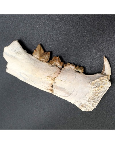 Dinictis felina - Oligocene