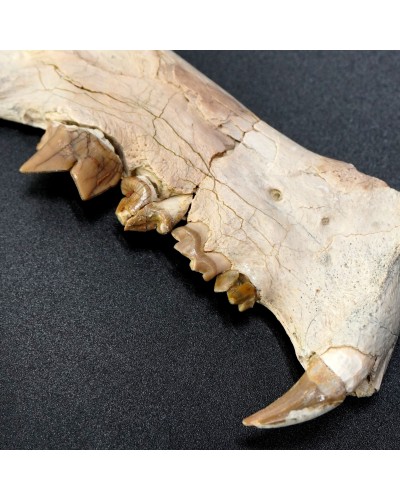 Dinictis felina - Oligocene