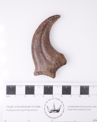 Artiglio di Anzu wyliei Hell Creek FMT - vendita fossili di dinosauro