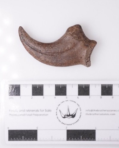 Anzu wyliei Claw Hell Creek FMT - dinosaur for sale