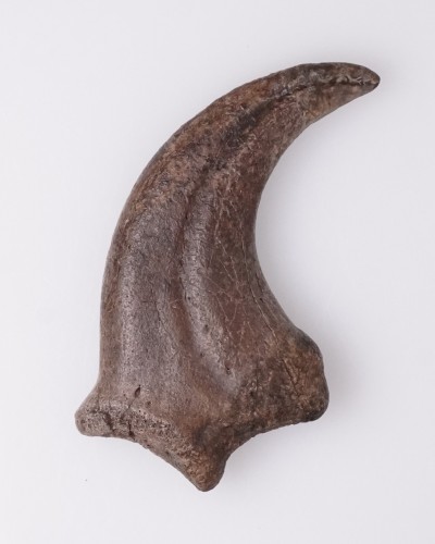 Anzu wyliei Claw Hell Creek FMT - dinosaur for sale