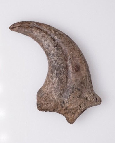 Anzu wyliei Claw Hell Creek FMT - dinosaur for sale