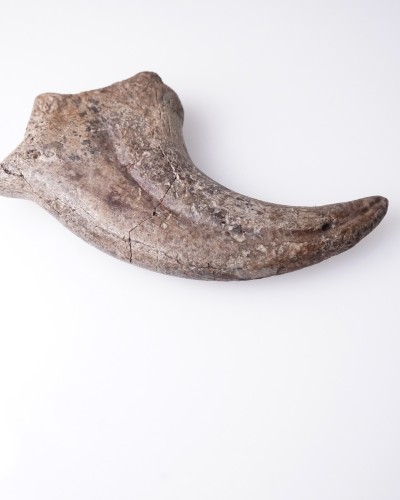 Anzu wyliei Claw Hell Creek FMT - dinosaur for sale