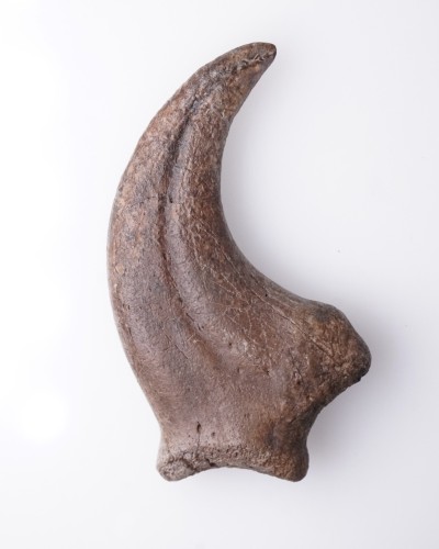Anzu wyliei Claw Hell Creek FMT - dinosaur for sale
