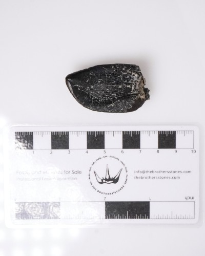 Camarasaurus fossil tooth - Morrison FMT - dinosaur for sale