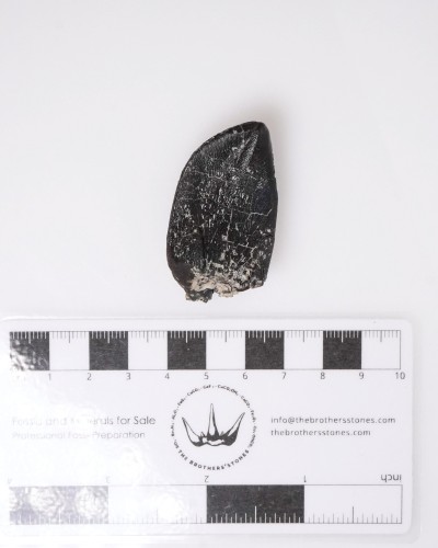 Camarasaurus fossil tooth - Morrison FMT - dinosaur for sale