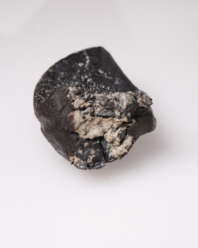 Camarasaurus fossil tooth - Morrison FMT - dinosaur for sale