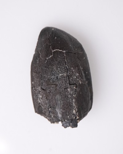 Camarasaurus fossil tooth - Morrison FMT - dinosaur for sale