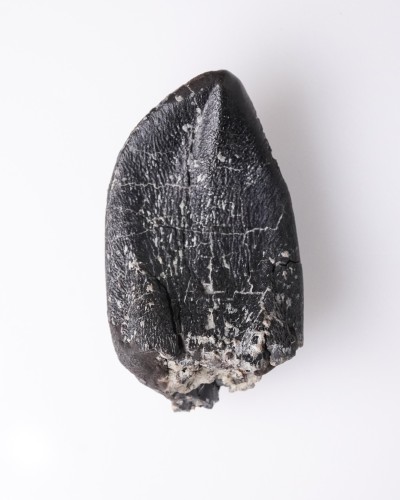 Camarasaurus fossil tooth - Morrison FMT - dinosaur for sale