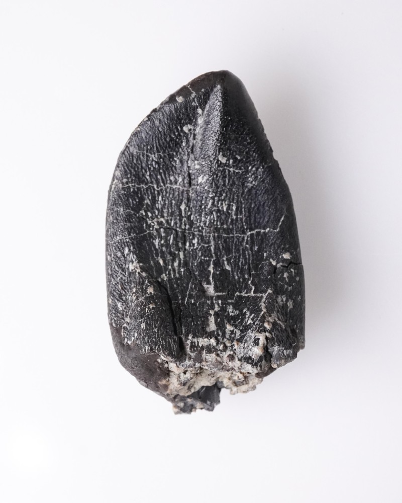 Camarasaurus fossil tooth - Morrison FMT - dinosaur for sale