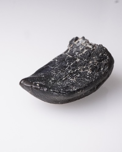 Camarasaurus fossil tooth - Morrison FMT - dinosaur for sale