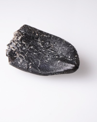 Camarasaurus fossil tooth - Morrison FMT - dinosaur for sale