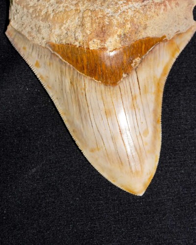 Otodus megalodon – Miocene - Indonesia