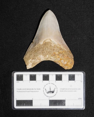 Otodus megalodon – Miocene - Indonesia