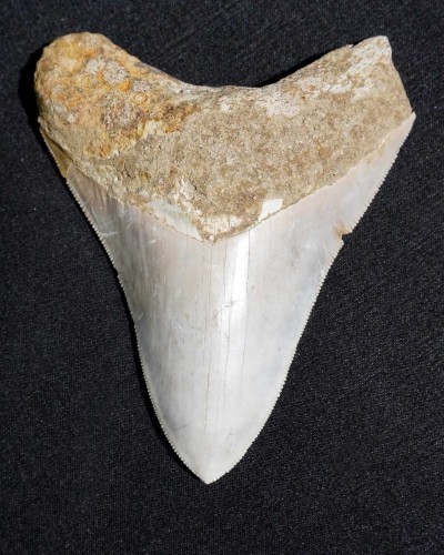 Otodus megalodon – Miocene - Indonesia