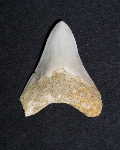 Otodus megalodon - Miocene–Pliocene - Indonesia