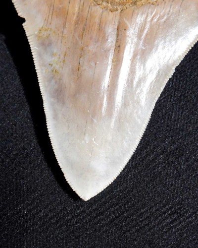 Otodus megalodon – Miocene - Indonesia