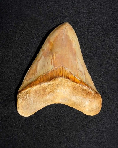 Otodus megalodon - Miocene–Pliocene - Indonesia