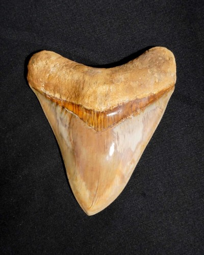 Otodus megalodon - Miocene–Pliocene - Indonesia
