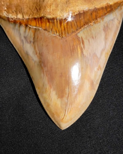 Otodus megalodon - Miocene–Pliocene - Indonesia