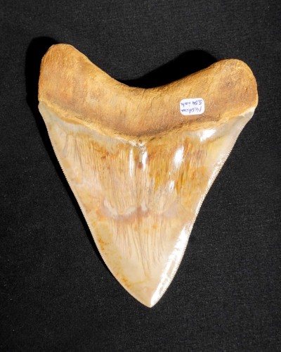 Otodus megalodon - Miocene–Pliocene - Indonesia