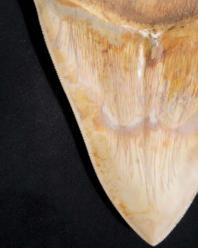 Otodus megalodon - Miocene–Pliocene - Indonesia