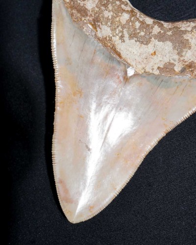 Fossil Shark Tooth – Otodus megalodon – Miocene to Pliocene – West Java, Indonesia