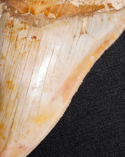Fossil Shark Tooth – Otodus megalodon – Miocene to Pliocene – West Java, Indonesia