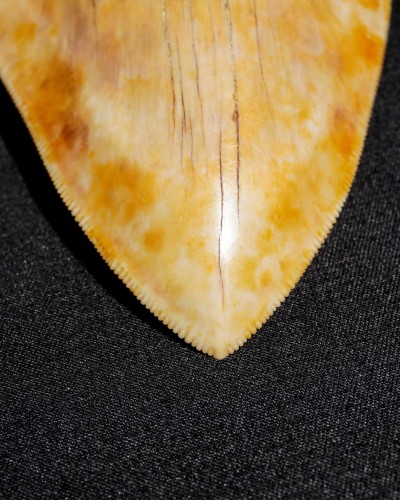 Fossil Shark Tooth – Otodus megalodon – Miocene to Pliocene – West Java, Indonesia
