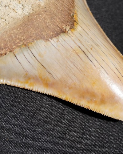 Fossil Shark Tooth – Otodus megalodon – Miocene to Pliocene – West Java, Indonesia