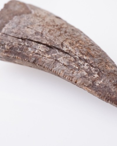 Dente di Nanotyrannus Hell Creek FMT - vendita fossili di dinosauro