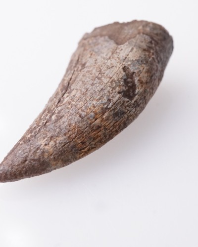 Dente di Nanotyrannus Hell Creek FMT - vendita fossili di dinosauro