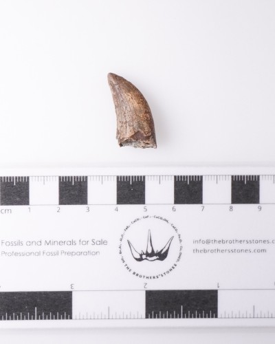 Dente di Nanotyrannus Hell Creek FMT - vendita fossili di dinosauro