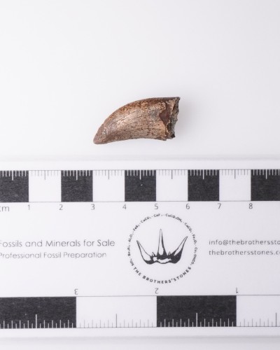 Dente di Nanotyrannus Hell Creek FMT - vendita fossili di dinosauro