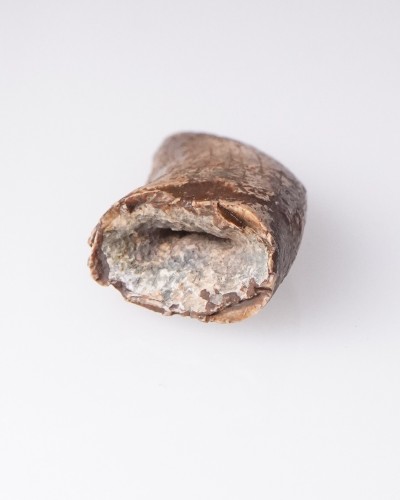 Dente di Nanotyrannus Hell Creek FMT - vendita fossili di dinosauro