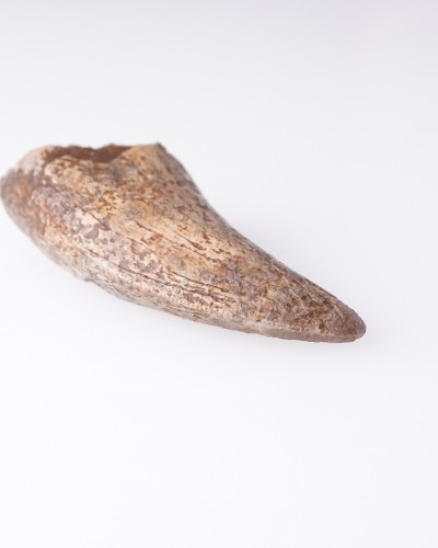 Dente di Nanotyrannus Hell Creek FMT - vendita fossili di dinosauro
