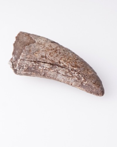 Dente di Nanotyrannus Hell Creek FMT - vendita fossili di dinosauro