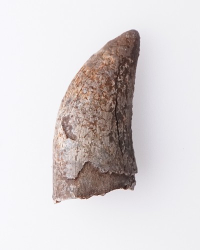 Dente di Nanotyrannus Hell Creek FMT - vendita fossili di dinosauro