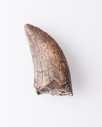 Dente di Nanotyrannus Hell Creek FMT - vendita fossili di dinosauro
