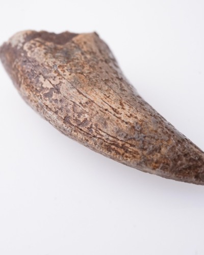 Dente di Nanotyrannus Hell Creek FMT - vendita fossili di dinosauro