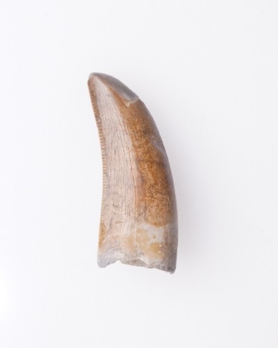 Nanotyrannus sp. Hell Creek FMT - vendita fossili di dinosauro