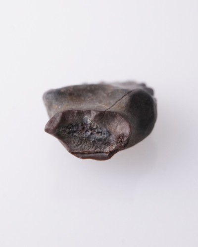 エドモントニアの歯 ‐ 恐竜化石販売- 白亜紀 - ジュディスリバー層