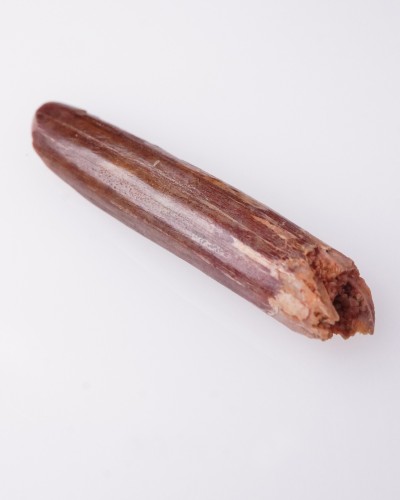 Dente di Rebbachisaurus sp. - Cretaceo - vendita fossili di dinosauro